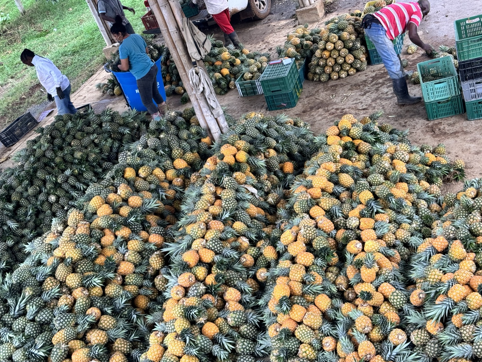 Vista del equipo organizando la fruta y las canastillas en la bodega