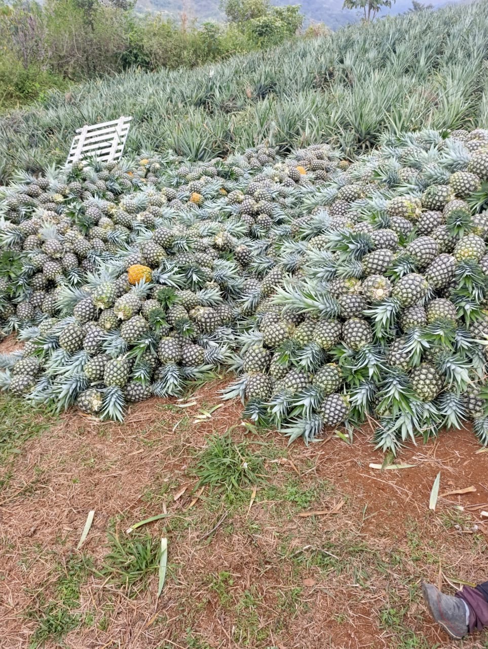 Piñas cosechadas reunidas al borde del cultivo