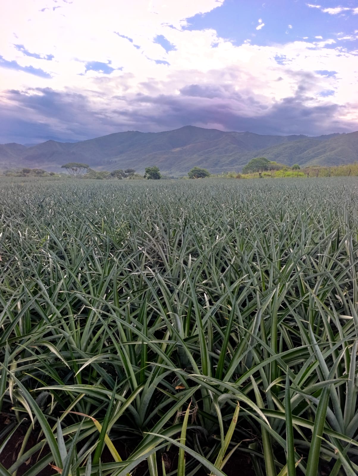 Cultivo de piña con las montañas del Cauca al fondo
