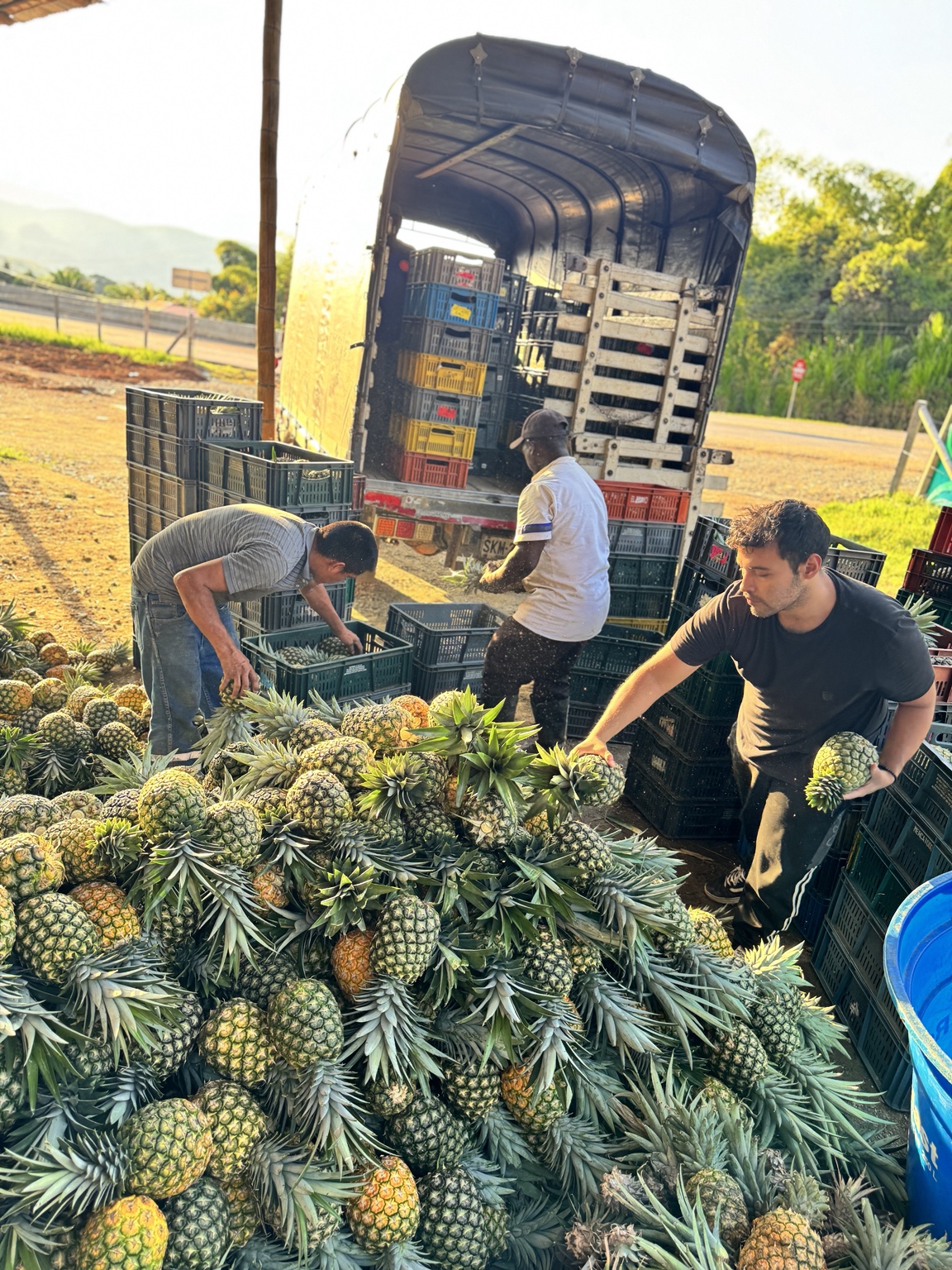 El equipo acomodando piñas en canastillas en la bodega
