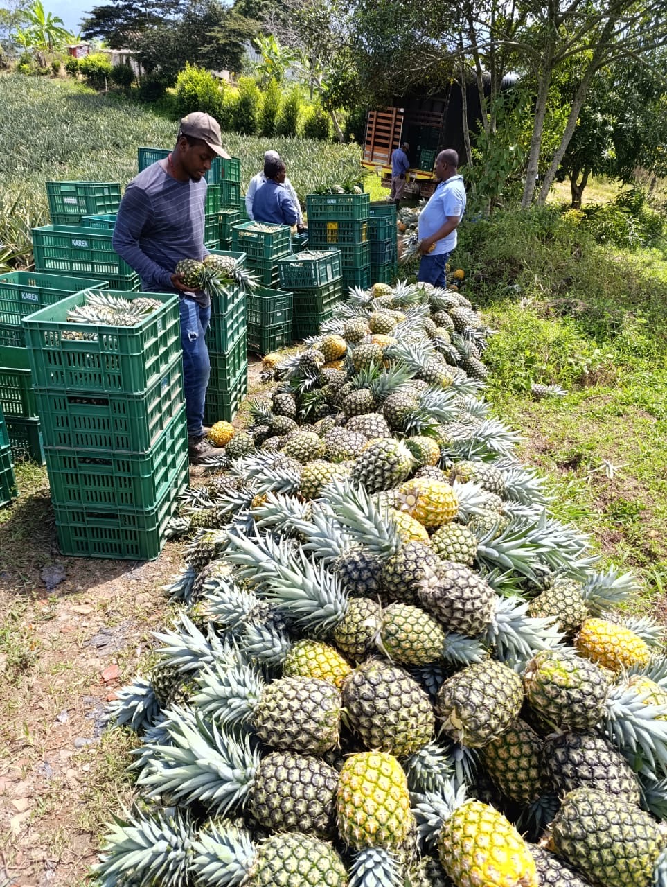 Trabajadores preparando canastillas de piña junto al cultivo