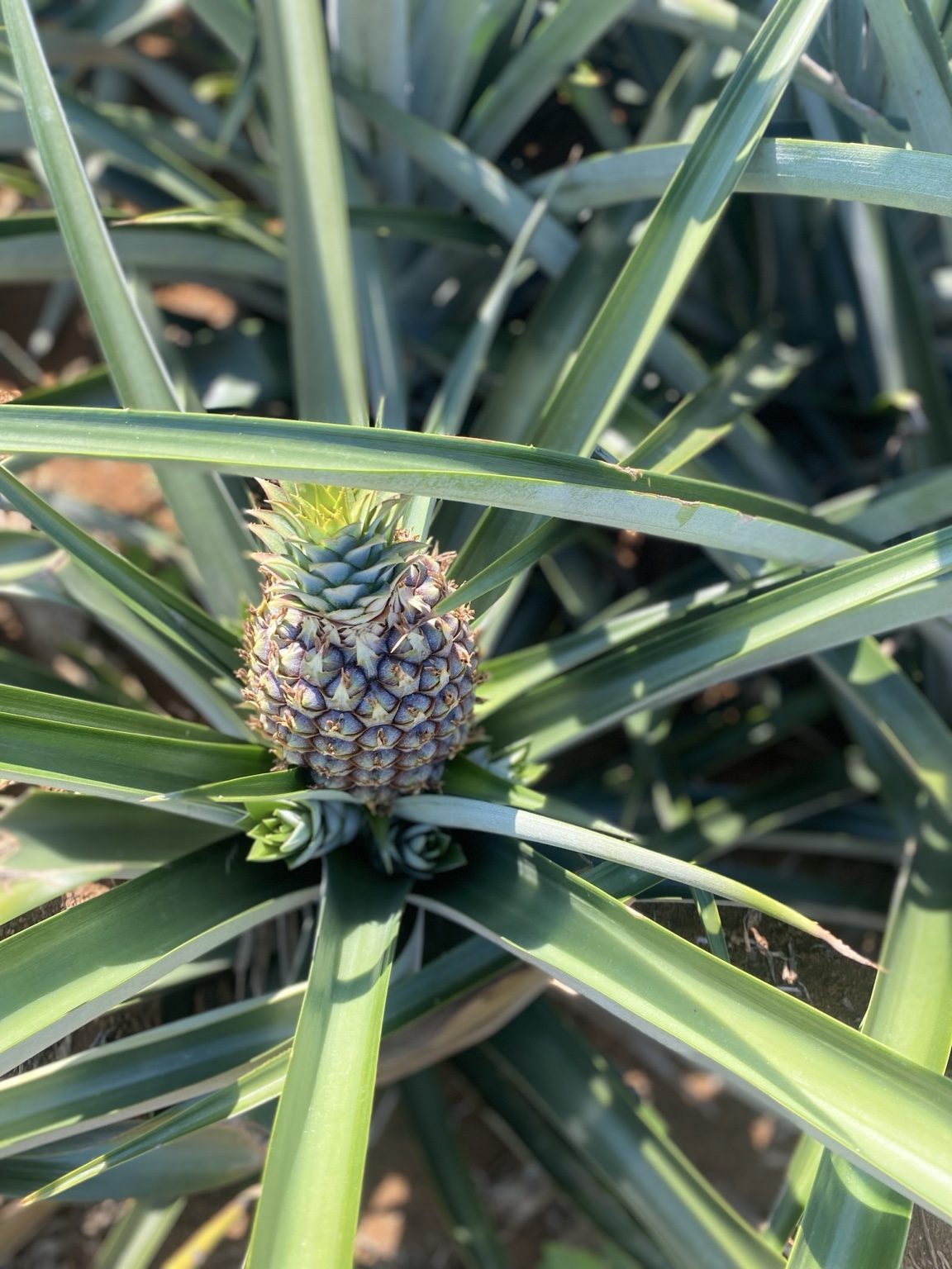 Una piña creciendo entre las hojas del cultivo