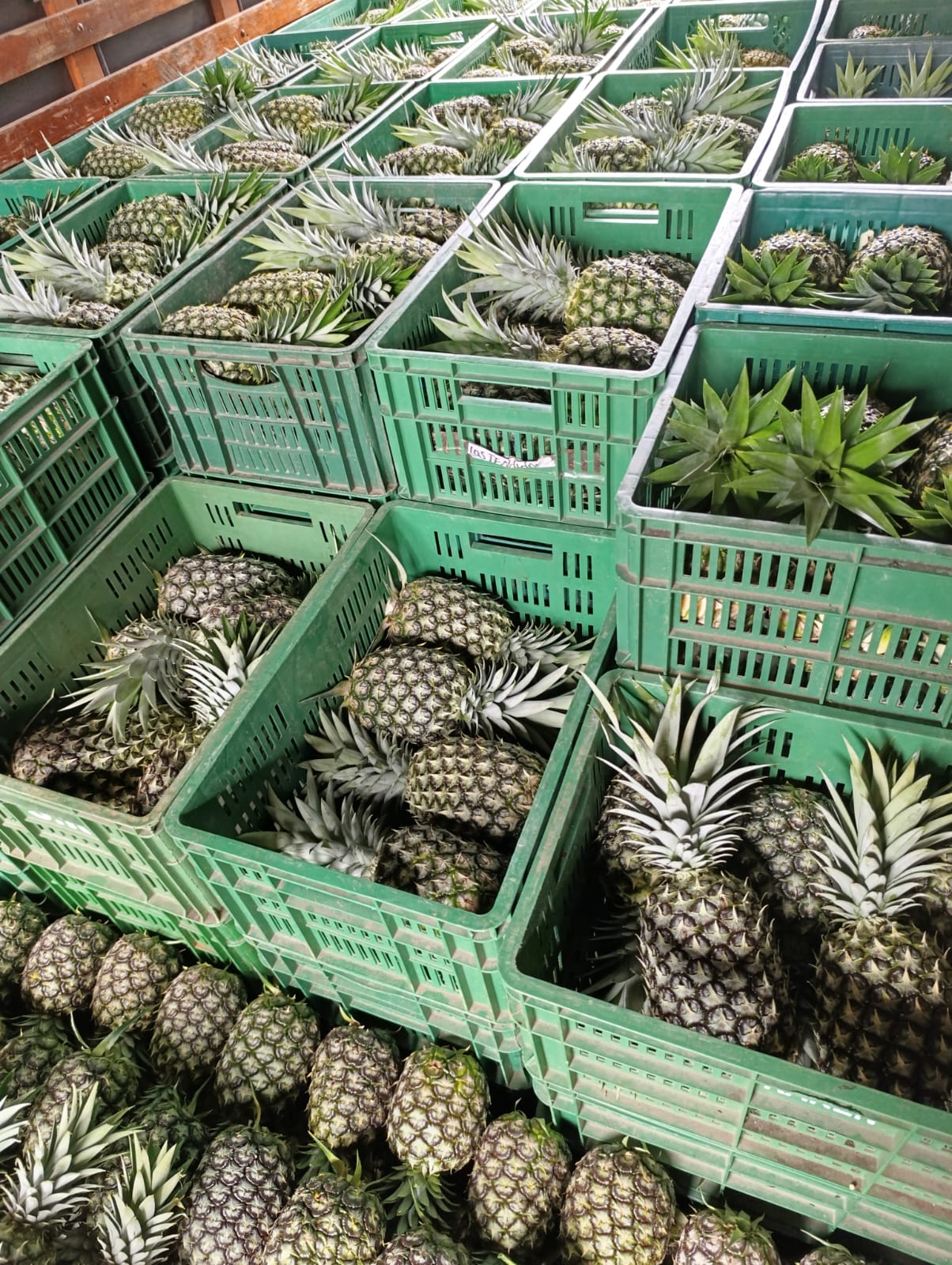 Piñas empacadas en canastillas verdes dentro del camión