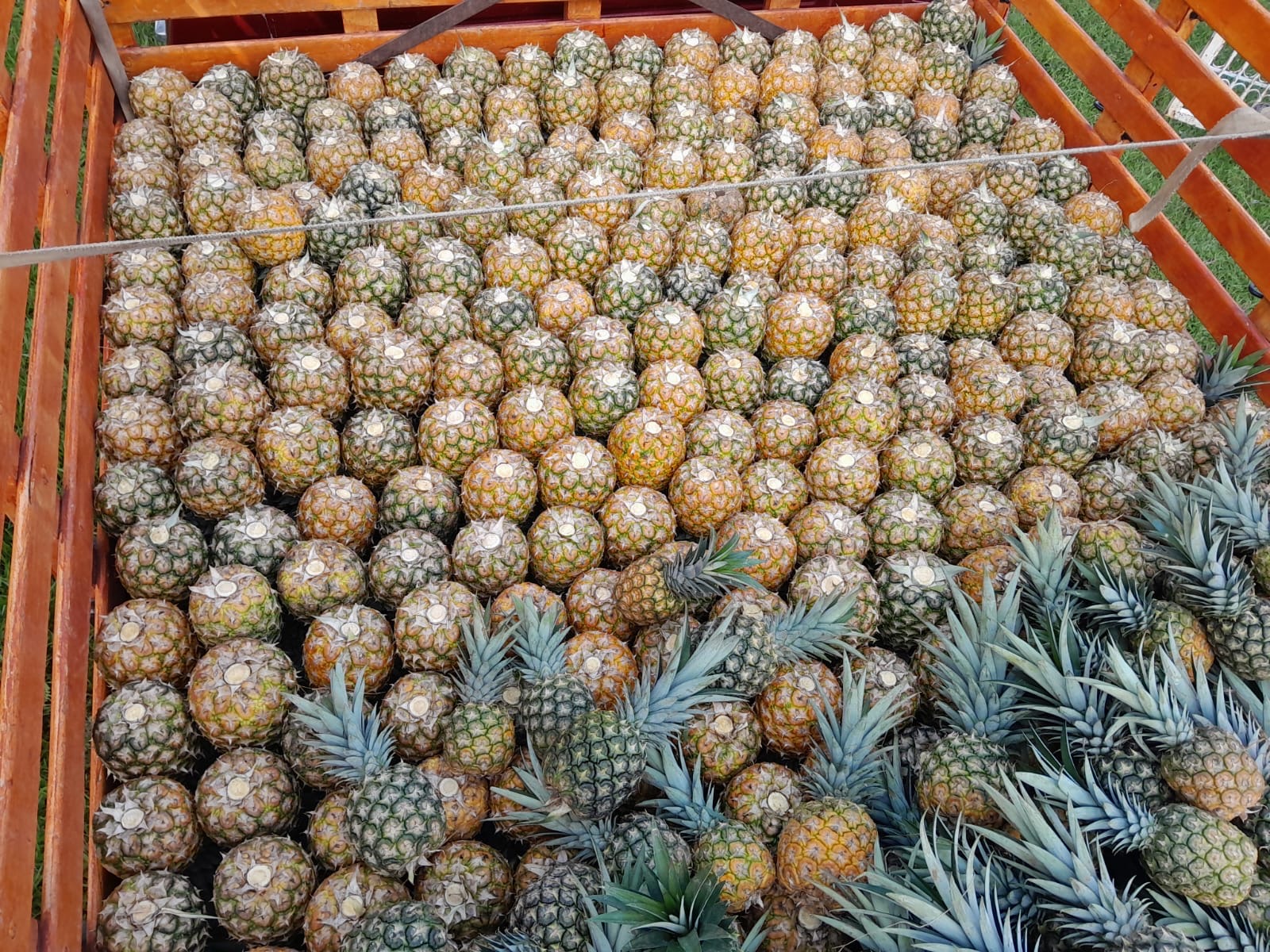 Piñas acomodadas a granel en la carrocería del camión