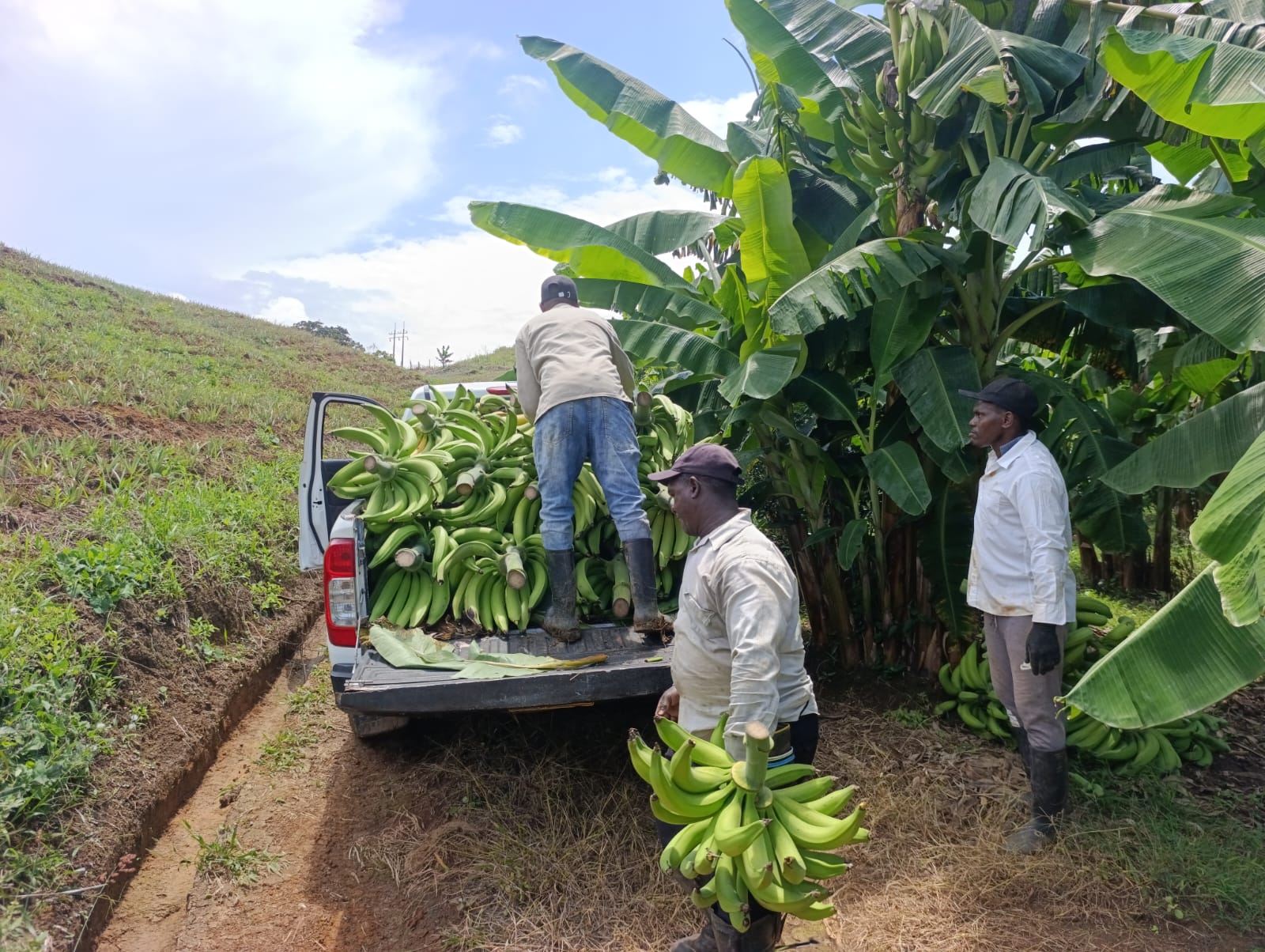 Equipo cargando racimos de plátano junto al cultivo