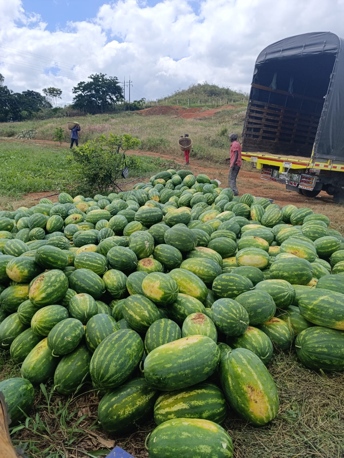 Sandías cosechadas junto al camión durante la preparación del cargue