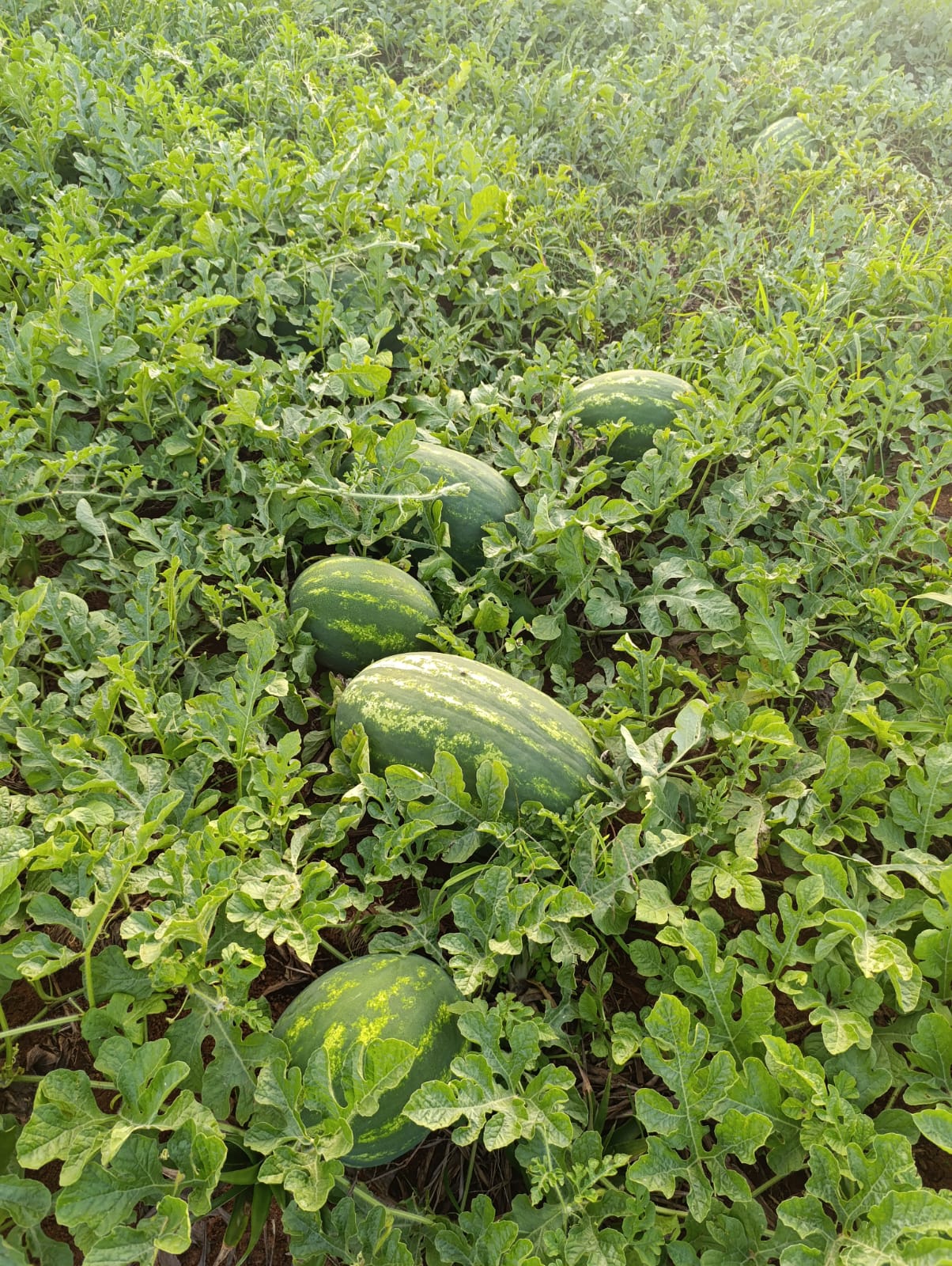 Sandías entre las hojas del cultivo
