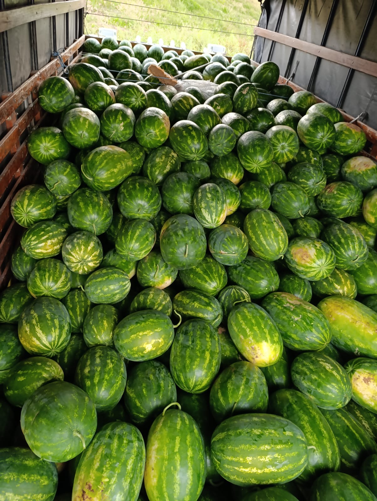 Sandías cargadas a granel en la carrocería del camión