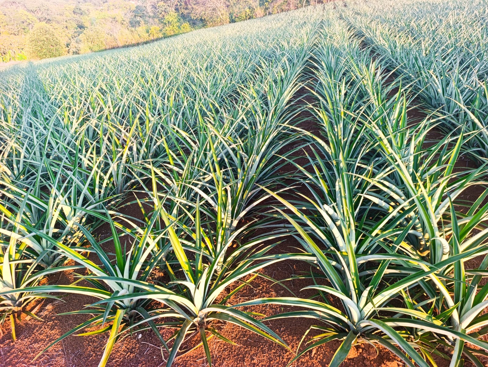 Surcos de piña de la finca iluminados por el sol